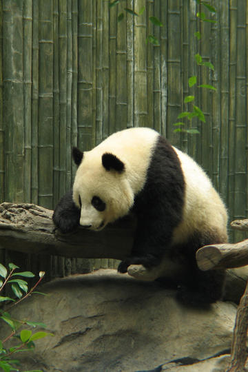 李准基IU后台合照